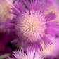 500 MIXED SWEET SULTAN Imperialis Mix Amberboa Moschata Centaurea Flower Seeds - Pink, Rose, Lilac, Purple, Mauve, White, & Yellow