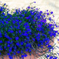 200 Electric Blue MONSOON LOBELIA Erinus Flower Seeds