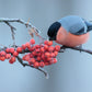 20 ASH TREE Mountain / Amur / Rowan - Sorbus Aucuparia Seeds