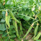 50 AUSTRIAN WINTER PEA Caley Flower Pisum Sativum Ground Cover Crop Legume Seeds