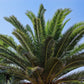 10 CANARY ISLAND Date PALM Phoenix Canariensis Tree Seeds