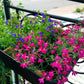200 MAGENTA PINK LOBELIA Regatta Lobelia Erinus Flower Seeds