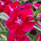 500 MIXED CHINESE PINKS China Rainbow Pink Dianthus Chinensis Bicolor Flower Seeds