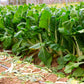 250 BARESE SWISS CHARD White Rib Perpetual Spinach Beta Vulgaris Vegetable Seeds