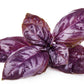 500 RED RUBIN BASIL Ocimum Basilicum Purpurascens Spicy Herb White & Lavender Flowers Seeds