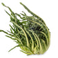 250 CICORIA CATALOGNA Puntarelle Chicorium Chicory Vegetable Seeds