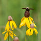 100 YELLOW CONEFLOWER Ratibida Pinnata Flower Seeds