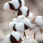 25 WHITE COTTON Gossypium Hirsutum Plant Seeds
