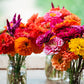 200 Mixed Colors ZINNIA POMPON Zinnia Elegans Flower Seeds