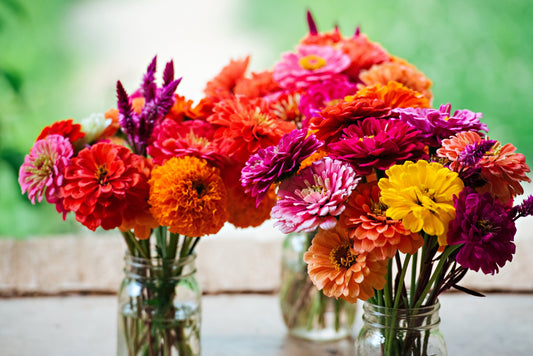 200 Mixed Colors ZINNIA POMPON Zinnia Elegans Flower Seeds