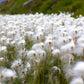 25 TAWNY COTTONGRASS Flower Seeds Eriophorum Virginicum Hare's Tail Cotton Grass Seeds