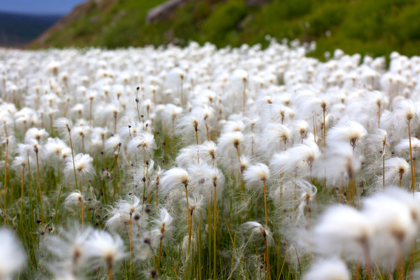 25 TAWNY COTTONGRASS Flower Seeds Eriophorum Virginicum Hare's Tail Cotton Grass Seeds