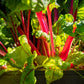 300 RUBY RED SWISS CHARD (Perpetual Spinach) Beta Vulgaris Cicla Vegetable Seeds