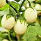 30 EASTER EGG PLANT (Easter Eggplant / Ornamental Eggplant / Nest Egg) Solanum Ovigerum Seeds