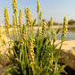 1000 Organic PSYLLIUM Plantago Ovata Plantain Herb Flower Seeds