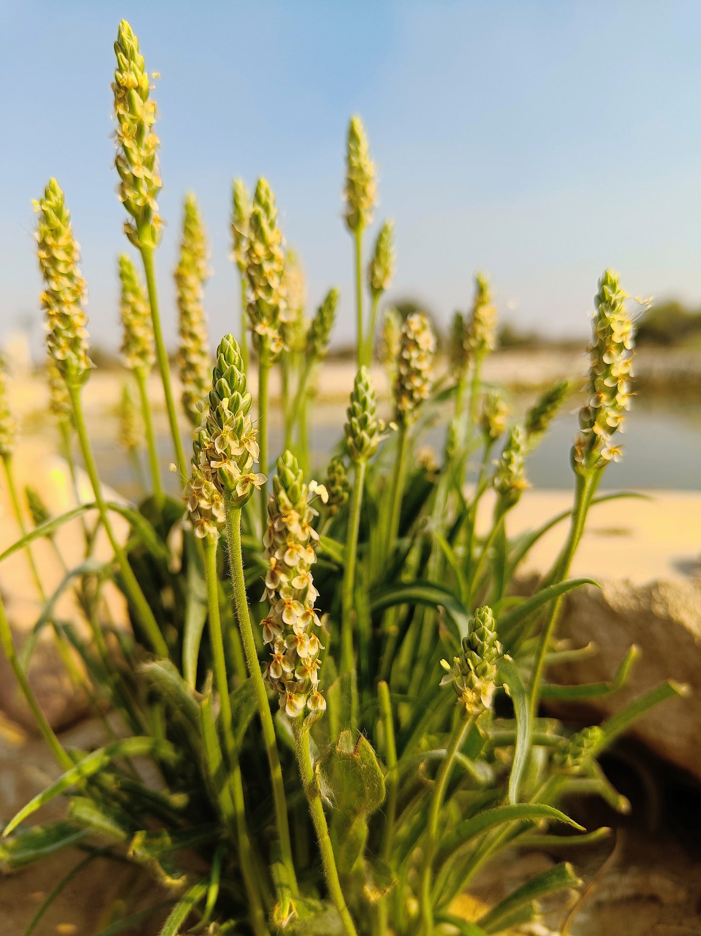 1000 Organic PSYLLIUM Plantago Ovata Plantain Herb Flower Seeds