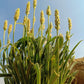 1000 Organic PSYLLIUM Plantago Ovata Plantain Herb Flower Seeds