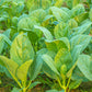 1000 HANOVER SALAD Spring KALE Smooth Siberian Brassica Napus Vegetable Seeds
