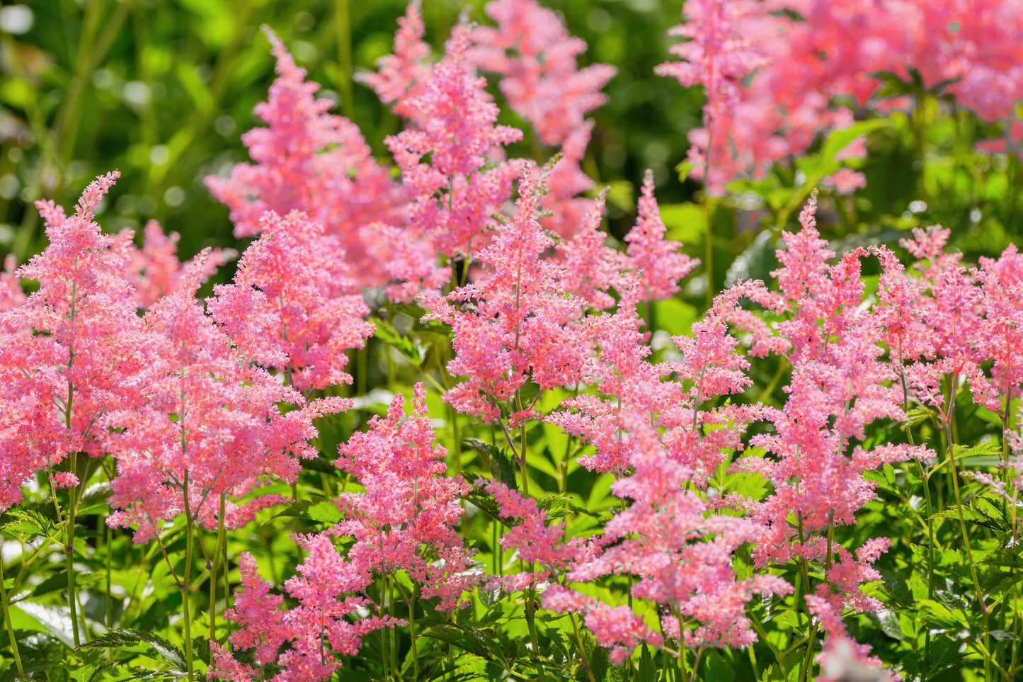 100 PINK MIX ASTILBE (False Spirea / False Goats Beard) Astilbe Chinensis Flower Seeds