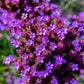 250 COMMON VERVAIN Verbena Officinalis European Herb Pink Purple Flower Seeds