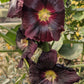 25 BURGUNDY RED HOLLYHOCK Alcea Rosea Flower Seeds Perennial