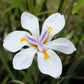 25 WHITE AFRICAN IRIS Fortnight Lily Dietes Iridioides Vegeta aka Cape or Butterfly Iris Yellow Purple Flower Seeds