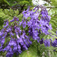 25 BLUE JACARANDA TREE ( Fern Tree / Brazilian Rose Wood / Green Ebony ) Jacaranda Mimosifolia Seeds
