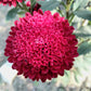 250 Double RED CHINA ASTER Callistephus Chinensis Flower Seeds