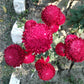 250 Double RED CHINA ASTER Callistephus Chinensis Flower Seeds