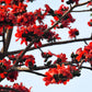 10 RED SILK COTTON Tree Bombax Ceiba Kapok Tropical Flower Seeds