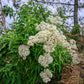 200 TALL WHITE BONESET (Thoroughwort) Eupatorium Perfoliatum Flower Seeds