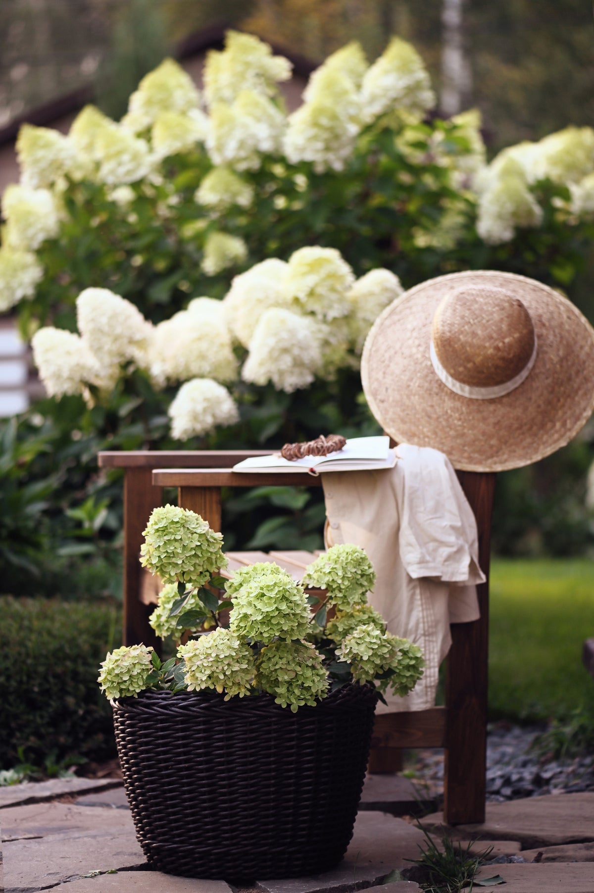 50 semillas de hortensia PEE GEE Paniculata Peegee, arbusto de flores blancas y rosadas en panícula