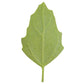 50 Organic RED AZTEC SPINACH Huauzontle Chenopodium Berlandieri Greens Vegetable Seeds