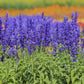 500 BLUE BEDDER SAGE Salvia Farinacea Flower Seeds