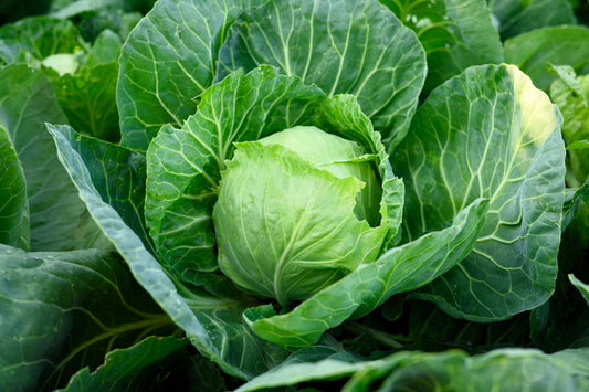500 GOLDEN ACRE Early CABBAGE Brassica Oleracea Capitata Vegetable Seeds