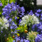 25 BLUE LILY of the NILE Agapanthus Orientalis African Lily Flower Seeds