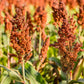 50 HONEY DRIP SORGHUM Bicolor Honey Drop Syrup Grain Vegetable Seeds