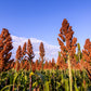 100 Wild Game FOOD PLOT SORGHUM aka Milo Deer & Game Bird Bicolor Seeds