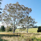 25 RED FOREST GUM Tree Eucalyptus Tereticornis Blue Grey Mountain Flower Seeds