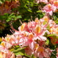 20 WESTERN AZALEA Pink White Yellow Shrub Flower Rhododendron Occidentale Seeds