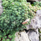 25 Spanish STONECROP / SEDUM HISPANICUM Groundcover Flower Seeds
