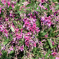 100 SLENDER BUSH CLOVER Lespedeza Virginica Bushclover Native Shrub Pink Purple Flower Legume Seeds