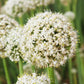 500 Sweet YELLOW SPANISH ONION Allium Cepa Vegetable Seeds