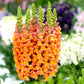 250 ORANGE WONDER SNAPDRAGON Antirrhinum Majus Flower Seeds