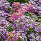 500 Sweet ALYSSUM PASTEL CARPET Mix Lobularia Maritima Flower Seeds