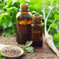 1000 GIANT ITALIAN Flat Leaf PARSLEY Petroselinum Crispum Neapolitanum Herb Vegetable Flower Seeds