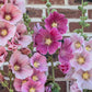 50 Mixed Colors HOLLYHOCK COUNTRY ROMANCE Mix Alcea Rosea Flower Seeds