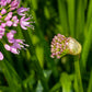 250 ALLIUM NODDING ONION Allium Cernuum Flower Seeds