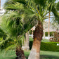 30 CALIFORNIA FAN PALM Tree Petticoat Arizona Desert Washingtonia Filifera Seeds