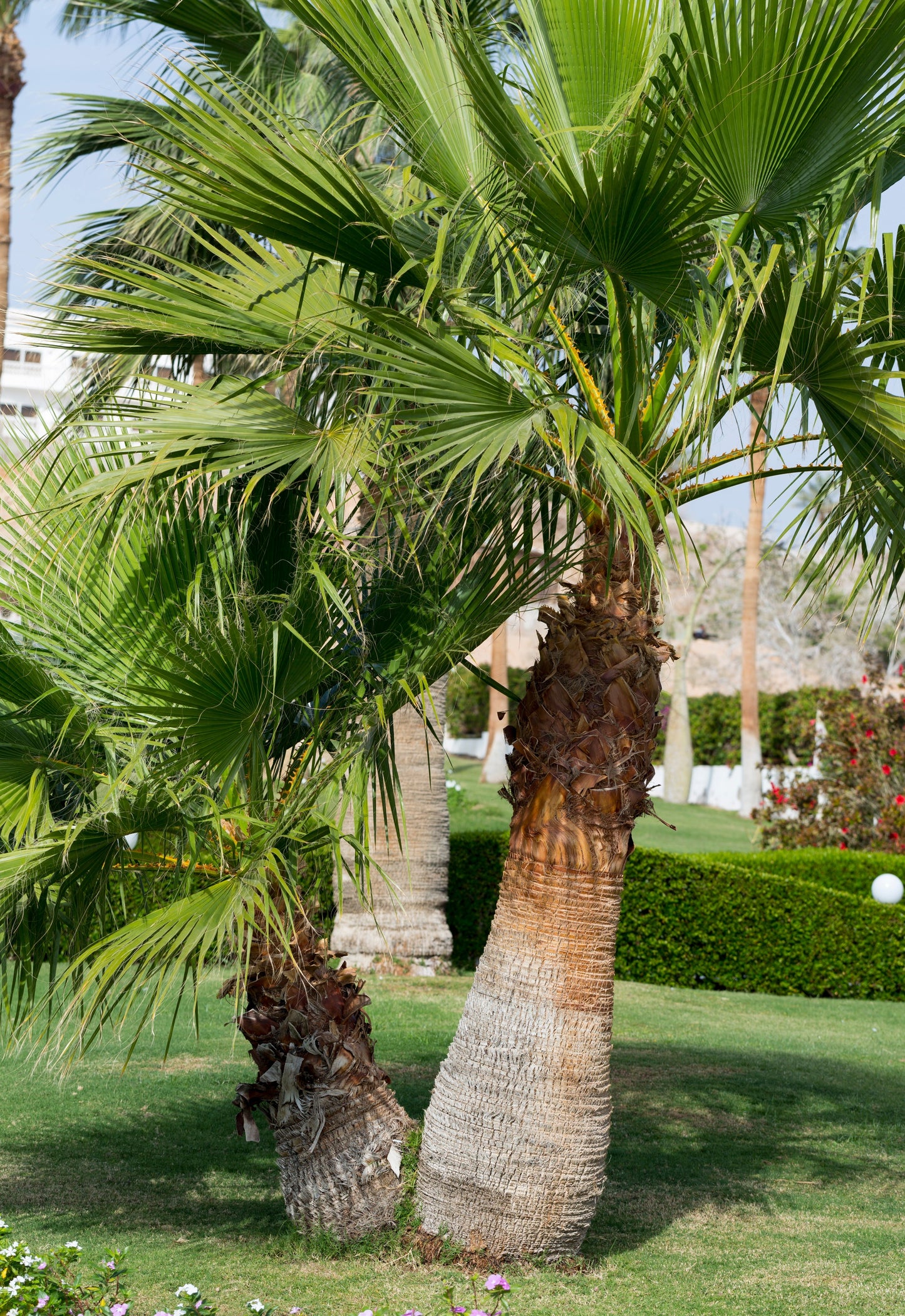 30 CALIFORNIA FAN PALM Tree Petticoat Arizona Desert Washingtonia Filifera Seeds